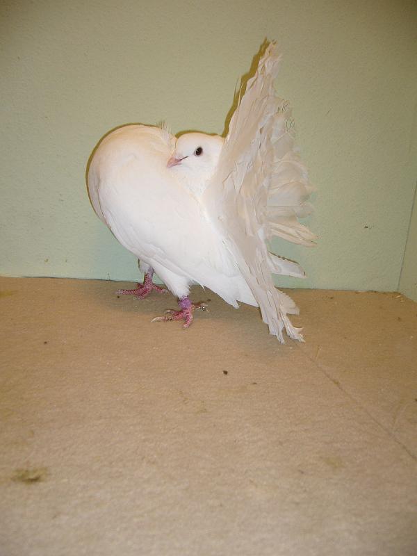 Munster 2009 846.jpg - hv 96 E von Julian Fernhomberg auf Pfautauben, weiss